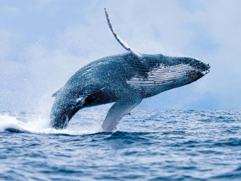You’ll need to head to Scotland if you want to lay your eyes on a humpback whale or two, but there’s a fair bit of choice once you’re there. The best places to spot them are Newburgh in Fife, the Moray Firth, Stoer Head lighthouse, the Hebrides and the Shetland Islands.