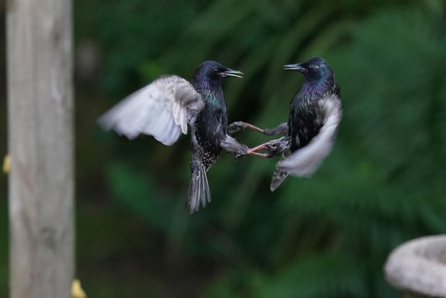 A pair of starlings fight it out