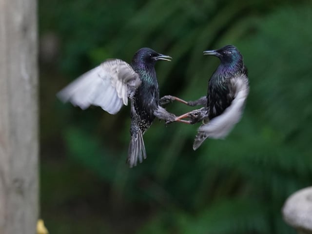 A pair of starlings fight it out