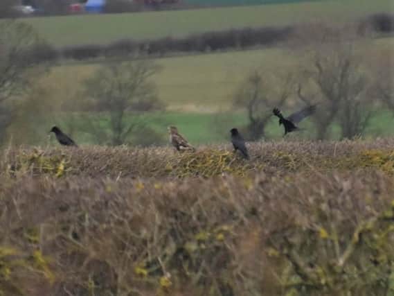 Crows and buzzard taken by Ray Sykes.