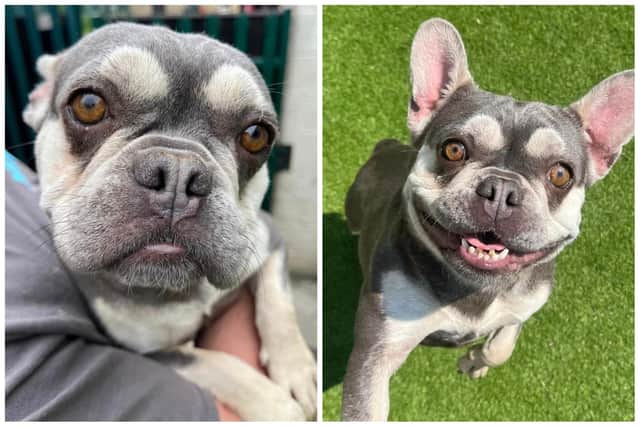 Sage, a Frenchie,  is looking for her forever home