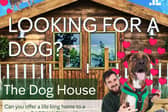 Channel 4 'The Dog House' candidate applicants flyer