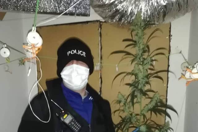 A 6ft cannabis plant was found in a house in Barnsley during a police raid