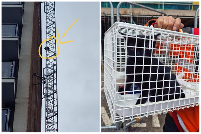 The pictures show the dramatic rescue of Morka the cat, stranded on the side of a tower block