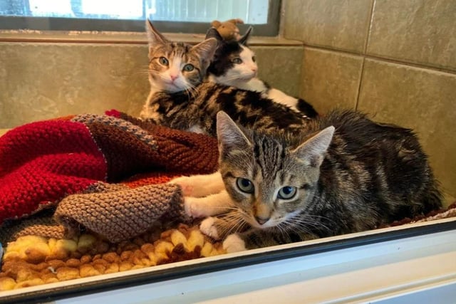 Check it out - three kitties! Danny, Richard and Frankie are all a bit timid, but with ample loving and care, they'll doubtlessly warm up to you. As of right now, Danny has a reservation.
