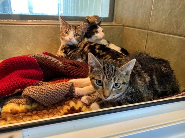 Check it out - three kitties! Danny, Richard and Frankie are all a bit timid, but with ample loving and care, they'll doubtlessly warm up to you. As of right now, Danny has a reservation.