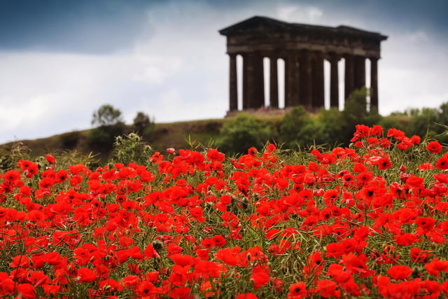 Great swathes of bright scarlet poppies at Penshaw Monument in 2014.