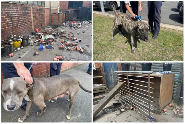 Dogs were seized by South Yorkshire Police after they were found in a yard in Darnall following reports of concern over their welfare