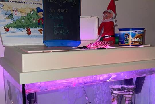 MiMi Elizabeth had her elf go fishing in their fish tank.