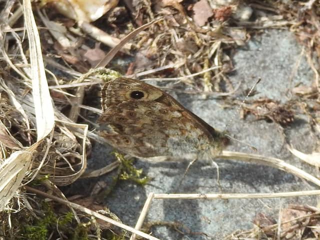 Grayling butterfly taken by Ian Rotherham