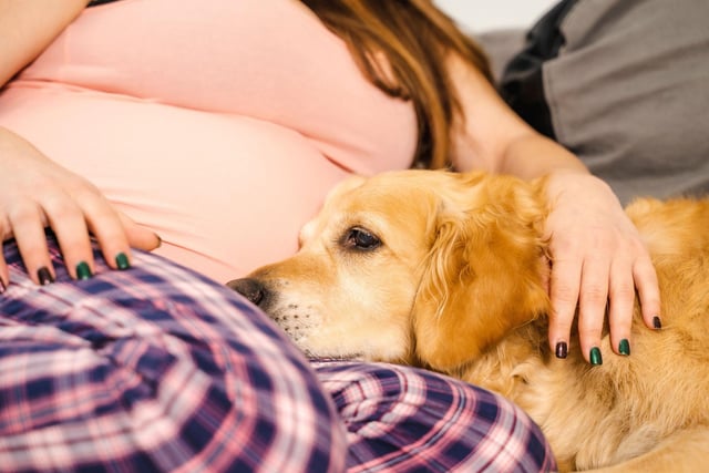 What holds true for the Labrador Retriever is also usually the case for their close cousin the Golden Retriever. You'll certainly not need an extra blanket on the sofa when these cosy characters are around.