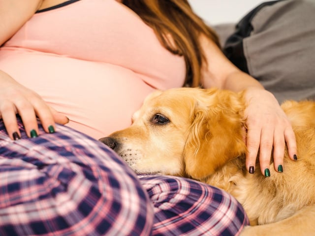 What holds true for the Labrador Retriever is also usually the case for their close cousin the Golden Retriever. You'll certainly not need an extra blanket on the sofa when these cosy characters are around.