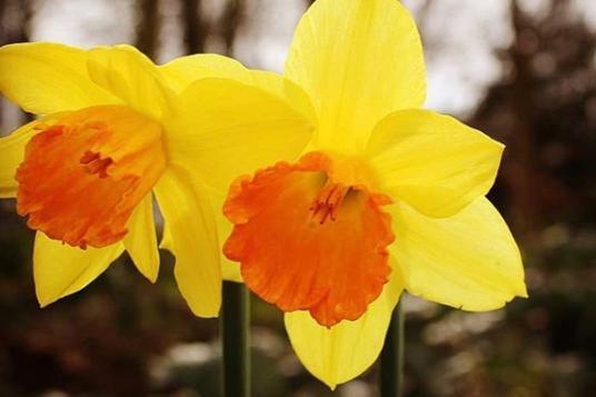 Flowers are blooming and we have plenty of time to stop to smell the roses. By @anthonyl.auroramediagroup.uk