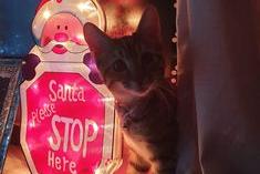 This pet is feline ready for Father Christmas to visit (photo Jennifer Collins)