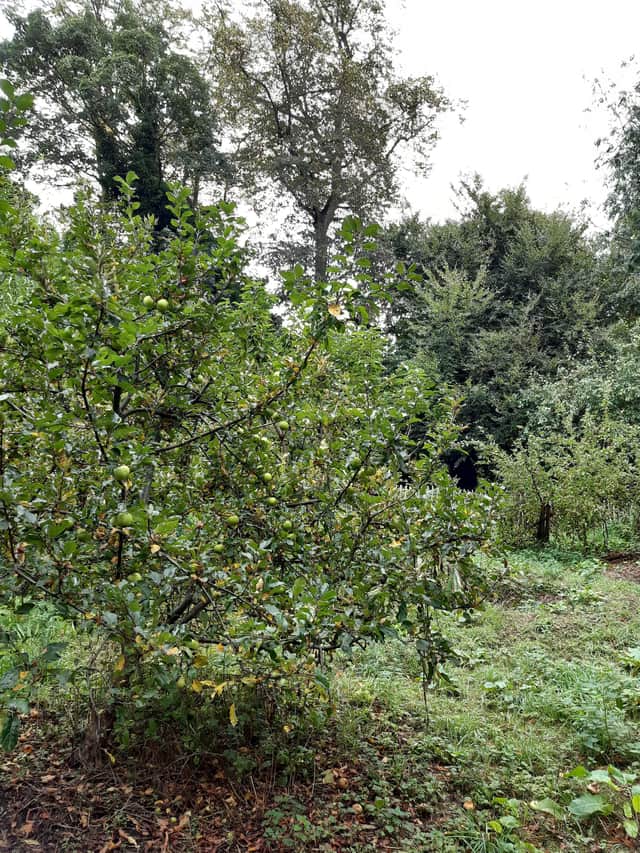 The community apple orchard in Lynwood Gardens.