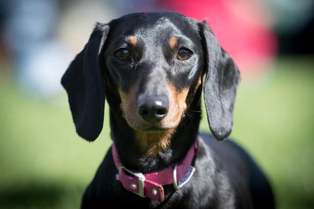 A dachshund in Bath's Royal Victoria Park, south-west England. (Photo by Matt Cardy/Getty Images)