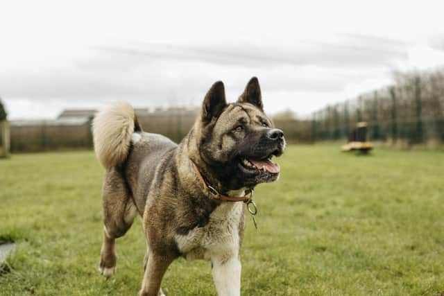 Mabel a 5 year old Akita. I am a lovable, laid back girl.