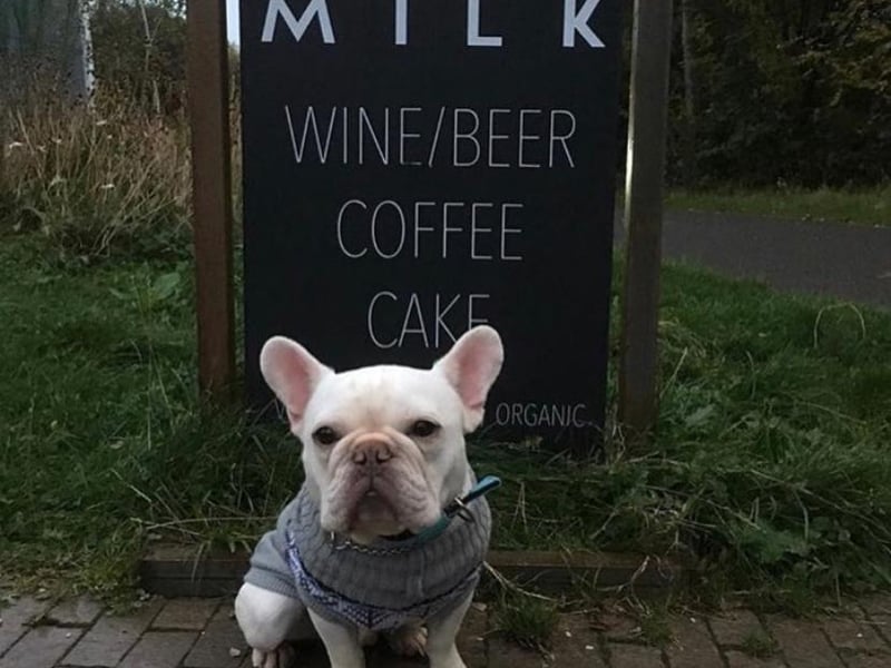 MILK Cafe has a lot of canine customers at their Edinburgh Sculpture Workshop branch, where they sell dog muffins. 
www.cafemilk.co.uk