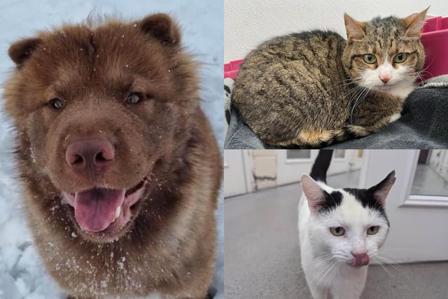 The RSPCA's shelter in Sheffield is currently home to many cats and dogs.