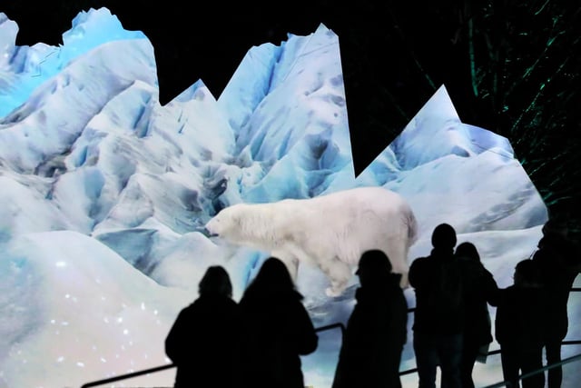Members of the public are silhouetted against an animation of of polar bears which was projected onto an iceberg installation at the launch of Edinburgh Zoo's Christmas.