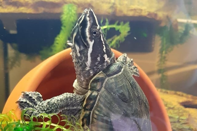 Ziggy the male musk turtle.