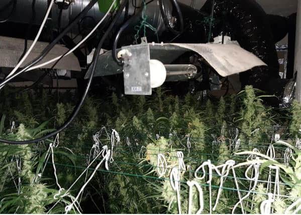 One thousands plants were seized