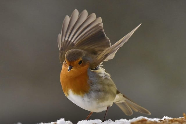 A sweet little robin. From Garry Froggatt.