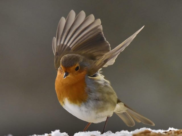 A sweet little robin. From Garry Froggatt.