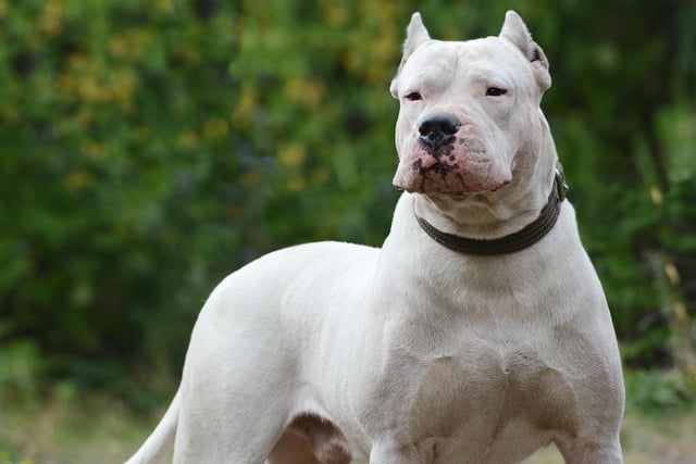 In the UK, it is against the law to own a Pit Bull Terrier, Japanese Tosa, Dogo Argentino or a Fila Brasileiro. If you own one of these breeds, the police or local council dog warden can take it away and keep it, even if it isn't acting dangerously. The maximum fine for having a banned dog is £5000 and/or six months in prison, and the dog may be destroyed.