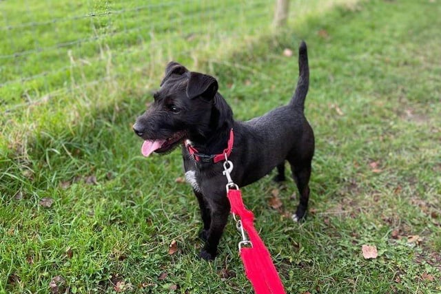 Keira is an energetic young girl who is looking for a family who can keep up with her. She would benefit from regular training classes but has proven to be an intelligent dog so should learn quickly.