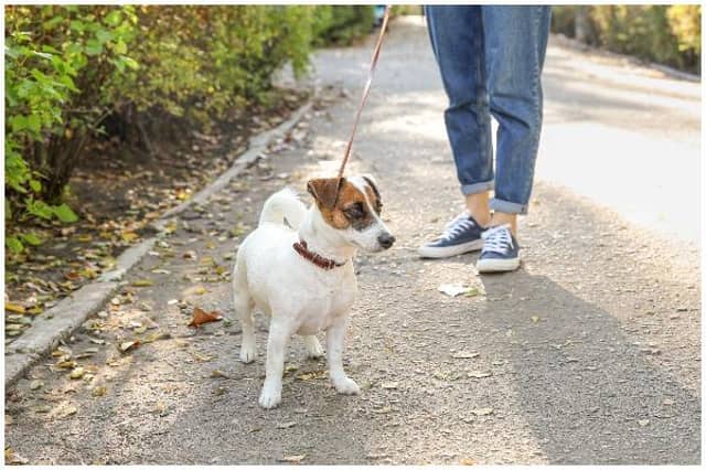 Dog walks