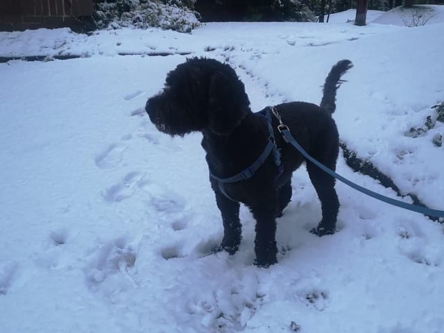 This pup couldn't decide if he loved the snow or hated it!