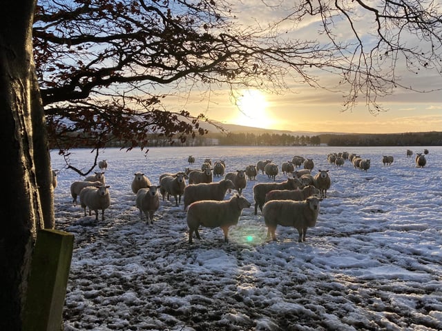 Taken in the fields above Balerno