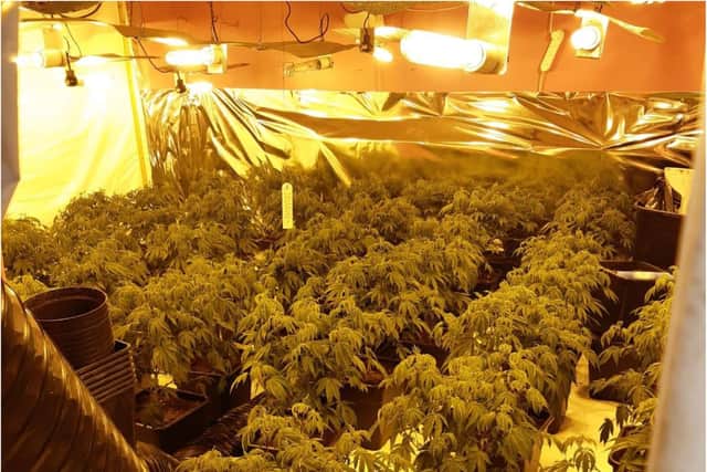 Cannabis plants worth £10 million have been seized in Rotherham over the last six months