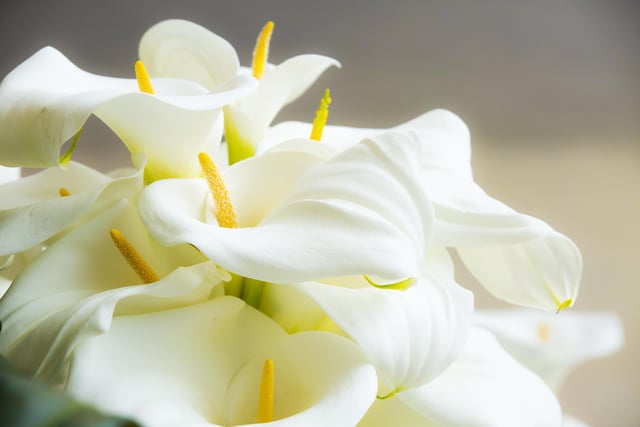 Although this plant is typically cared for outdoors, it’s becoming increasingly fashionable to stylise indoor spaces. However, like it’s family counterparts, this lily is harmful to humans and can cause swelling and pain when swallowed