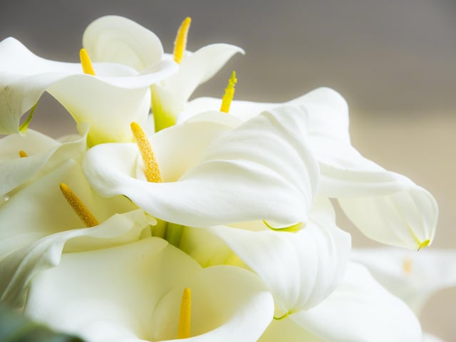 Although this plant is typically cared for outdoors, it’s becoming increasingly fashionable to stylise indoor spaces. However, like it’s family counterparts, this lily is harmful to humans and can cause swelling and pain when swallowed