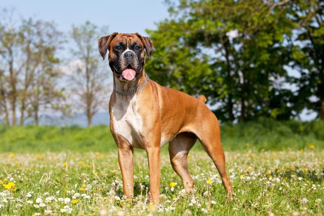 Boxers, which require lots of exercise, can be destructive to owners’ homes, with an average damage cost of £222 per year. Carpets often bear the brunt of dog damage, with 20 per cent of owners surveyed reporting damage to theirs.