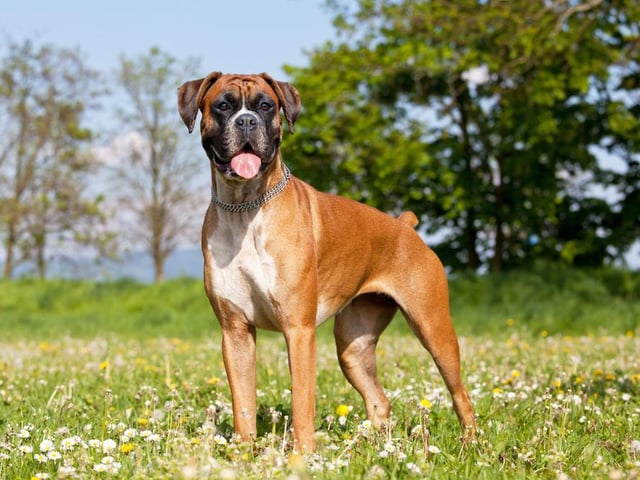 Boxers, which require lots of exercise, can be destructive to owners’ homes, with an average damage cost of £222 per year. Carpets often bear the brunt of dog damage, with 20 per cent of owners surveyed reporting damage to theirs.