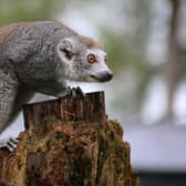 Three new lemurs have arrived at Yorkshire Wildlife Park in Doncaster.
