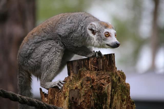 Three new lemurs have arrived at Yorkshire Wildlife Park in Doncaster.