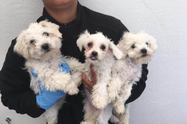 Three Maltese puppies smuggled from Romania to be sold in Britain during lockdown