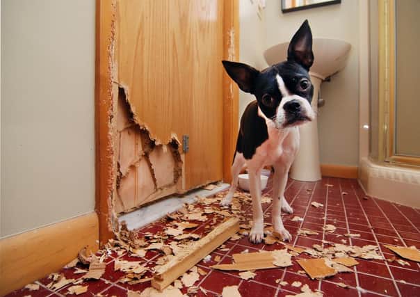 Some dog breeds were found to be naughtier than others when it came to damage in the home.