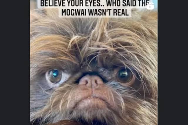 Proshka, who looks like Gizmo from Gremlins, now has a world wide following on the back of pictures posted on social media by his owner. Pictures: Stefani Doherty / https://www.instagram.com/griffy.girl/