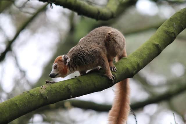 New lemurs have arrived at Yorkshire Wildlife Park in Doncaster