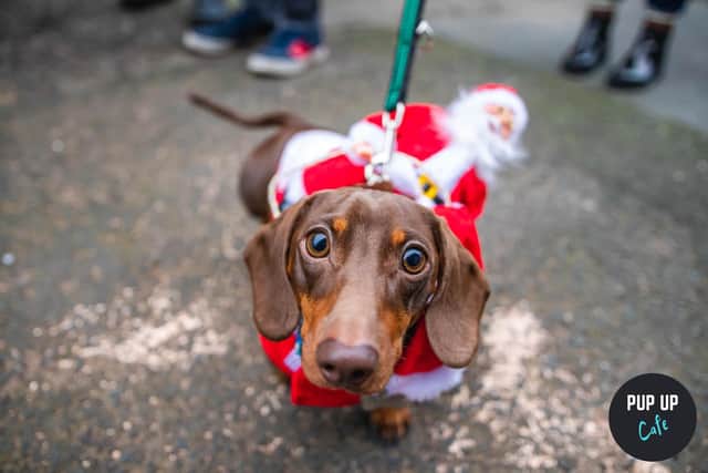 A 'Pup Up Cafe' is coming to Sheffield this December where Dachshunds and their owners can get to know each other.