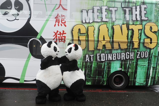 Tian Tian (Sweetie) and Yang Guang (Sunshine) climb aboard the new Panda Bus operated by Lothian Buses on the number 26 route encouraging visitors to Zoom to the Zoo and leave the car at home.