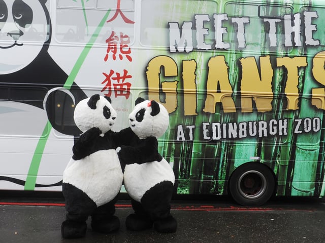 Tian Tian (Sweetie) and Yang Guang (Sunshine) climb aboard the new Panda Bus operated by Lothian Buses on the number 26 route encouraging visitors to Zoom to the Zoo and leave the car at home.