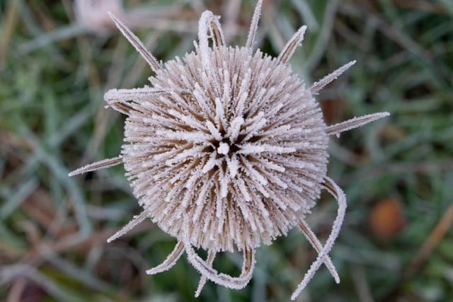 A frosty thistle found at Vicars Water. From Gary Wright.
