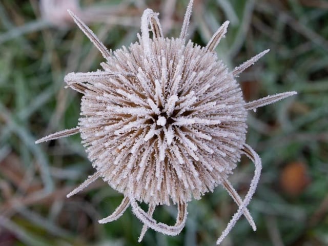 A frosty thistle found at Vicars Water. From Gary Wright.
