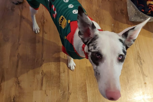 Letty the lurcher shows off her Christmas outfit for the camera - looking great, Letty!